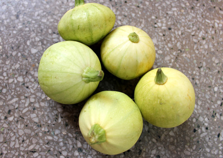 Chapan kadu PUSA DS 8, Cucurbita pepo, a summer squash with yellowish green young fruits with faint green linesの写真素材