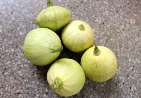 Chapan kadu PUSA DS 8,Cucurbita pepo, a summer squash with yellowish green young fruits with faint green linesの写真素材