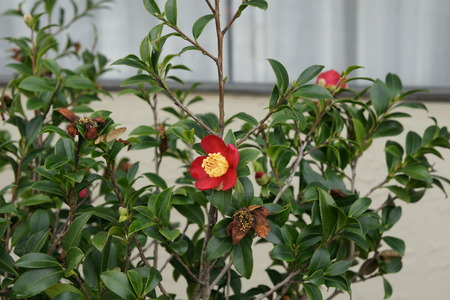 Christmas camellia, Camellia sasanqua, Yuletide camellia, evergreen shrub with broad elliptic 3-7 cm long leaves with finely serrated margins, flowers 5-7 cm across with white to dark pink petalsの写真素材