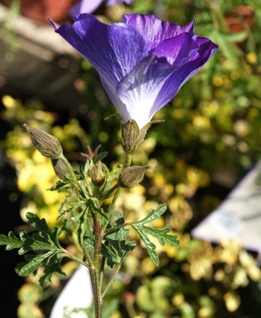 Purple delight Lilac Hibiscus, Alyogyne huegelii  Monle , evergreen shrub with palmately lobed leaves and purple flowers appearing most of the season, excellent for hedges and patiosの写真素材