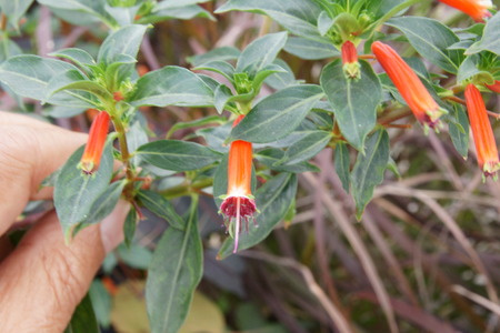 Cigar plantの写真素材