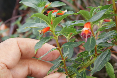  Cigar plantの写真素材