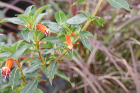  Cigar plantの写真素材