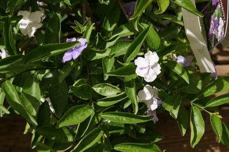  Brunfelsia pauciflora  floribundaの写真素材