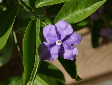  Brunfelsia pauciflora  floribundaの写真素材