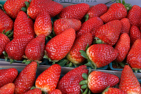 Strawberry fruit, delicious succulent fruit with minute seeds on the surface in mini pits, with attached calyx and epicalyx, growing on a creeping plant with trifoliate leavesの写真素材