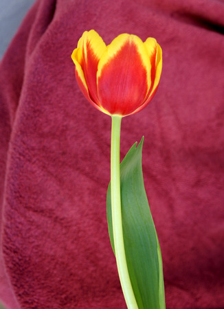 Tulip flower showing 6 tepals in two whorls each red in basal part and yellow in upper part, cultivated bulbous ornamental herb with flowers on long naked stalksの写真素材