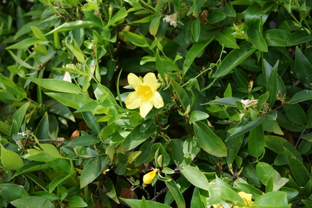 Carolina yellow jasmine