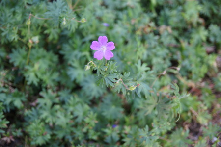 Bloody cranesbill, bloody geranium, Geranium sanguineum, ornamental perennial herb with palmately lobed leaves and purple 3-4 cm across flowers on long stalksの写真素材