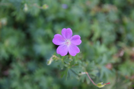 Bloody cranesbill, bloody geranium, Geranium sanguineum, ornamental perennial herb with palmately...