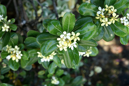 Japanese mock orange, Pittosporum tobira, Japanese cheesewood, evergreen shrub with thick green leaves, white to pale yellow flowerの写真素材