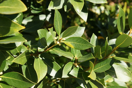 evergreen aromatic tree with green glossy leavesの写真素材