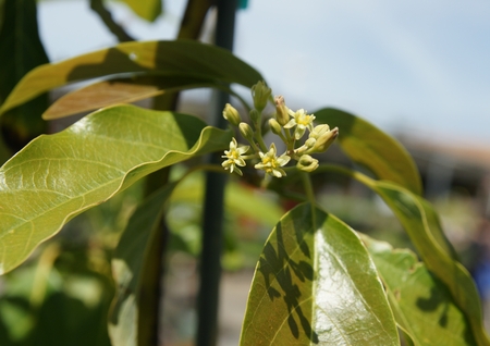 Persea americana  Pinkerton  Avocadoの写真素材