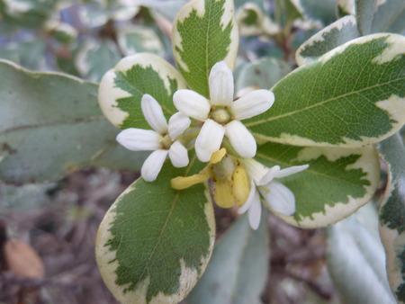 Variegated Japanese mock orangeの写真素材
