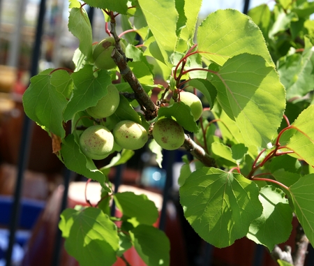 Apricot, Prunus armeniaca, deciduous tree with shining ovate leaves, white flowers and yellow to orange fruits with stone inside の写真素材