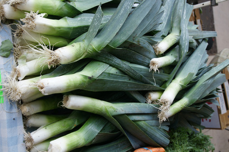 Leek, Allium porrum, Allium ampeloprasum, bulbous plant with linear slightly keeled leaves and white flowers in a globose umbel with long beaked spathe, vegetable, saladsの写真素材