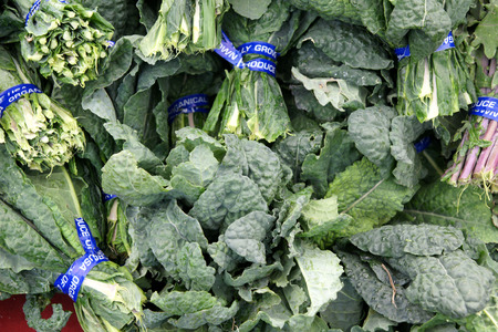 Lacinato kale, dinosaur kale, Tuscan kale, Brassica oleracea var  viridis  Lacinato, cultivated kale variety with dark green blistered leaves, commonly used in pastas, salads and soups, slightly sweeter in taste の写真素材