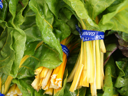 Golden Chard, Beta vulgaris var cicla  Golden , Vegetable crop with golden yellow fleshy petioles and large green leaves with yellow veinsの写真素材
