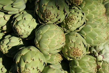 Globe artichoke vegetable consisting of unopened globose flower heads surrounded の写真素材