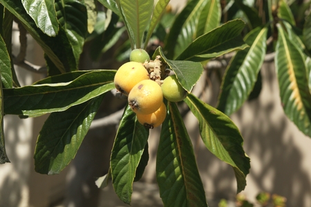 Loquat, Eriobotrya japonica, evergreen tree with alternate leaves dark green above, velvet beneath, fruits yellow when ripe, globose to oval, 3-5 cm, with sweet to subacid fleshの写真素材