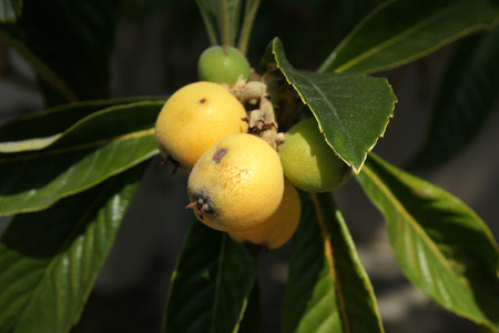 Loquat, Eriobotrya japonica, evergreen tree with alternate leaves dark green above, velvet beneath, fruits yellow when ripe, globose to oval, 3-5 cm, with sweet to subacid fleshの写真素材
