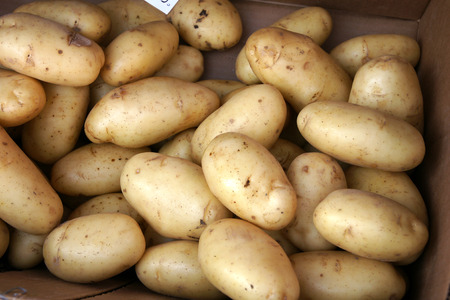 Yukon Gold Potato, Solanum tuberosum, a cultivar with large oval smooth pale yellow skinned tubers and yellow coloured flesh with high moisture contentの写真素材