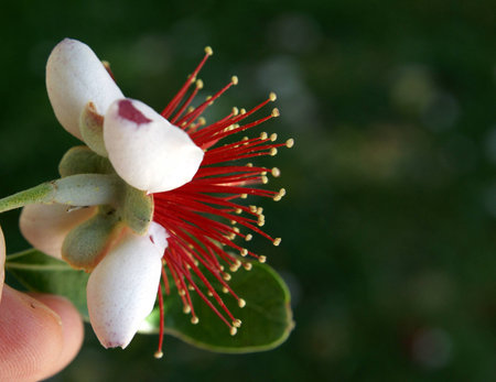 Pineapple guava, guavasteen, Acca sellowiana, evergreen shrub or tree with dark green leaves whitish beneath, red flowers with petals whitish outside and green fruit with pinapple tasting fruit, eaten raw, stewed, used in wines or cosmeticsの写真素材
