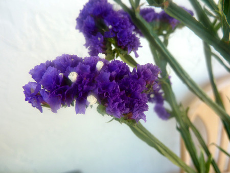 Wavyleaf sea-lavender, Limonium sinuatum, ornamental herb with winged stems and petioles and terminal clusters of small paper-like flowers, commonly used in floral bouquetsの写真素材
