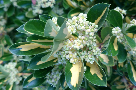 Euonymus japonicus  Aureovariegatus , Gold Spot Euonymus, evergreen shrub with dark green finely toothed leaves and yellow blotch at centre towards base, common hedge plantの写真素材