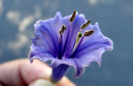 Blue angels trumpet, Iochroma australe, Mini angels trumpet, spreading to nearly climbing shrub with dark green hairy leaves and blue funnel-shaped to nearly bell-shaped hanging flowers, followed by yellow-green berries.の写真素材