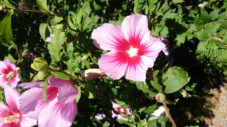 Hibiscus syriacus, Rose of Sharon, deciduous shrub with lobed leaves and pink flowers with red base and lower veinsの写真素材
