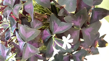 Oxalis triangularis atropurpureus, Purple shamrock, perennial ornamental herb with dark purple triangular leaves and white flowers in an umbelの写真素材