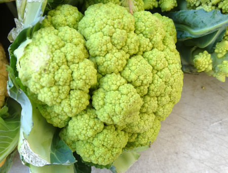 Trevi cauliflower, Brassica oleracea botrytis, hybrid cultivar with lime green curds, maintaining colour even after cooking, rich in Vitamin C, antioxidants and other nutrients.の写真素材