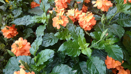 Firecracker flower, Crossandra infundibuliformis, small evergreen shrub with wavy leaves and orange coloured flowers in clustersの写真素材