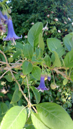 Iochroma australe, Blue Angels trumpet, Shrub with elongated branches, green leaves and hanging trumpet-shaped blue flowers with expanded corolla top.の写真素材