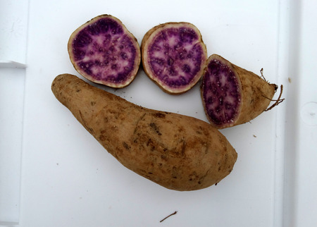 Okinawa sweet potato, Ipomoea batatas Okinawa, cultivar with purple and pink patches in flesh, sweet, pleasant flavor and rich in vitamin A, B6 and C.の写真素材
