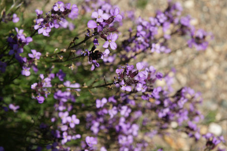 Erysimum linifolia, shrubby perennial with narrow linear leaves and mauve purple flowers in long...