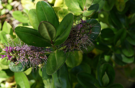 New Zealand hebe, showy hebe, Hebe speciosa, evergreen shrub with dark green shining leaves and pink...