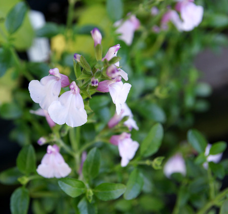 Salvia greggii Playa Rosa, Pink Beach Autumn Sage, small shrub with opposite leaves and two toned pink and peach flowersの写真素材