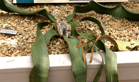 Welwitschia mirabilis, a native of deserts of Namibia and Angola, with two leaves surrounding the central woody portion, often splitting vertically, separate male and female plantsの写真素材