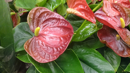 Anthurium andraeanum Lady Jane, perennial herb with large dark red heart shaped spathes and yellow tail like spadix, tropical house plant.の写真素材