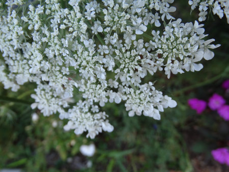 Carrot, Daucus carota, plant with fleshy root, finely dissected leaves and white flowers in compound...