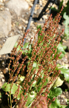 Rumex acetosa, Garden sorrel, perennial herb with ovate-lanceolate leaves, sagittate at base, leaves...