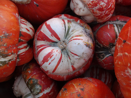 Turban squash Cucurbita maxima Turrks turban cultivar with turban like cap at flower end having mottling of orange white and green used as ornamental and also as vegetable.の写真素材