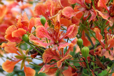 Delonix regia Flame tree Gul mohar ornamental tree with bipinnate leaves and orange red flowers in long broad racemesの写真素材
