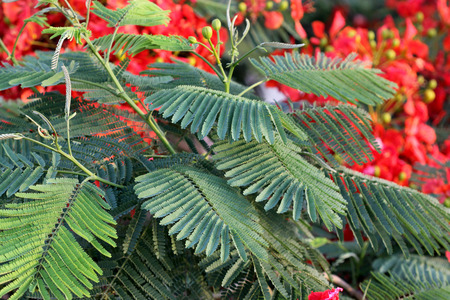 Delonix regia Flame tree Gul mohar ornamental tree with bipinnate leaves and orange red flowers in...