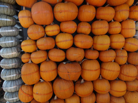 Connecticut Field pumpkin hut wall Cucurbita pepo pumpkins nicely arranged to construct a hut