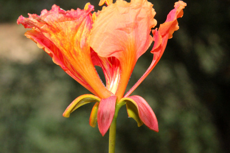 Delonix regia, flame tree, Gul mohar, ornamental tree with feather like leaves and orange red flowersの写真素材