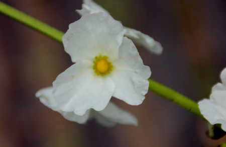 Echinodorus cordifolius, Creeping burhead, aquatic plant suited for aquariums, with long stalked heart shaped leaves and white flowers on elongated axis.の写真素材