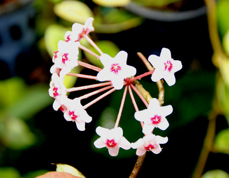 Hoya carnosa, wax plant, porcelain flower, house plant with attractive waxy foliage and star shaped flowers in clustersの写真素材